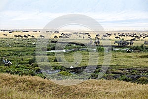 Zebras, Gnus, Hippos, Birds in Ngorongoro Crater