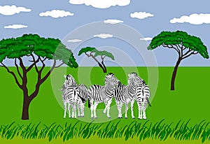 Zebras in grassland photo