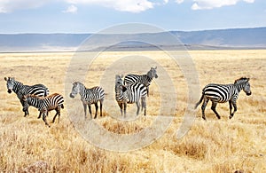 Zebras on grassland savanna in Africa, Maasai Mara National Park, Kenya, african wildlife and safari