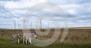 Zebras in grassland under power pylons in Africa