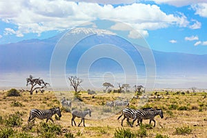 Zebras graze at the foot of Kilimanjaro