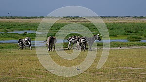Zebras Graze On Green Meadow In Wild African Rift Plain Near Pond