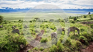 Zebras Graze, Ngorongoro Crater, Africa photo
