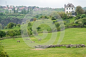 Zebras graze peacefully on a green lawn in a paddock.