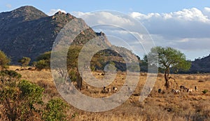 Zebras grazing at the African savanna