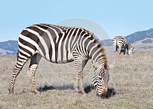 Zebras grazing in drought parched field