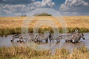 Zebras grazing in groups at sunset in Mara