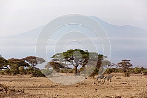 Zebras grazing with Mount Kilimanjaro at the backdrop, Amboseli national park, Kenya