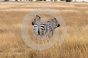 Zebras grazing in the open terrain, Maasai Mara National Reserve, Kenya