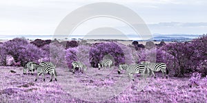 Zebras grazing in purple african savannah
