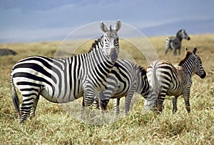 Zebras grazing on the savannah