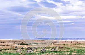 Zebras Grazing On Savannah Grassland In The Maasai Mara National Game Reserve Park Rift valley Narok County Kenya East Africa