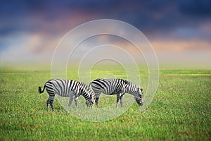 Zebras grazing at sunset