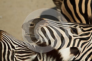 Zebras head