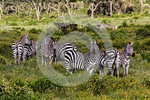 Zebras in the Hell's Gate National Park, Ken