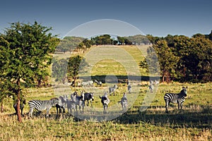 Zebras herd on African savanna.