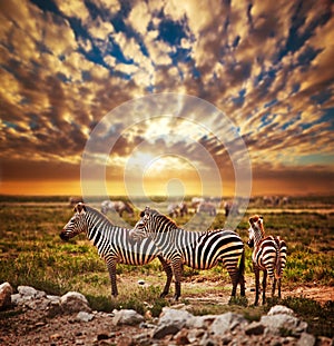 Zebras herd on African savanna at sunset.