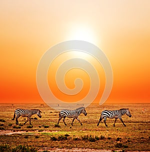 Zebras herd on African savanna at sunset.