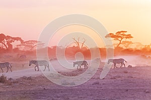 Zebras herd on dusty savanna at sunset, Africa