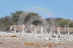 Zebras herd at Etosha National Park, travel destination in Namibia. Dust, soft light.