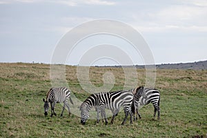 Zebras Herd Grazing Grass in Maasai Mara National Reserve Narok County Kenya