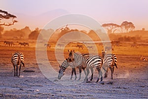 Zebras herd on savanna at sunset, Amboseli, Africa