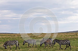 Zebras Herd Strolling While Grazing Grass in Maasai Mara National Reserve Narok County Kenya