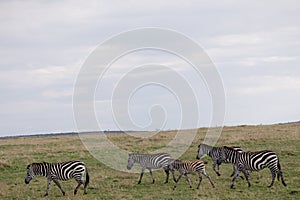 Zebras Herd Strolling in Maasai Mara National Reserve Narok County Kenya East Africa