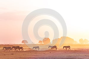 Zebras herd walking on savanna at sunset, Africa