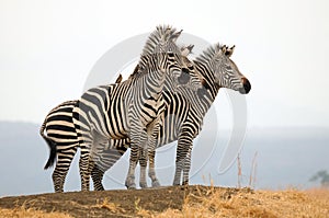 Zebras on a hill