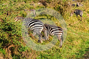 Zebras Hippotigris at the Serengeti national park. Wildlife photo