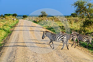 Zebras Hippotigris at the Serengeti national park. Wildlife photo