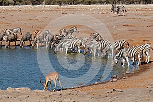 Zebras and impala antelope at a Etosha waterhole, Namibia