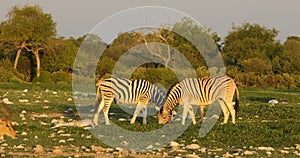 Zebras and impala antelopes - Etosha