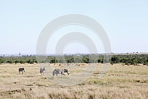 Zebras and Impalas in the beautiful grassland of Ol Pejeta Conservancy, Kenya photo