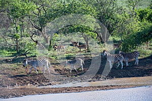 Zebras and Impalas