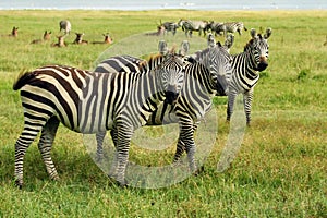 Zebras in Kenya