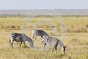 Zebras in Kenya