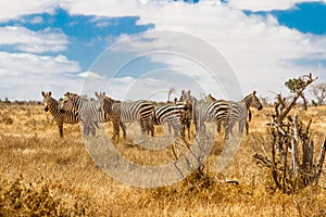 Zebras - Kenya