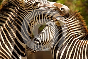 Zebras Kissing