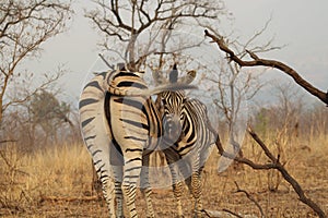 Zebras in the KNP