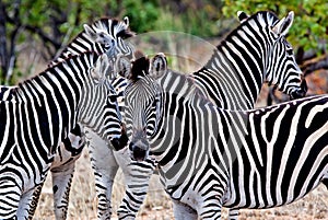 Zebras in Kruger National Park