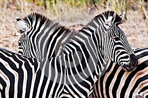 Zebras in Kruger National Park