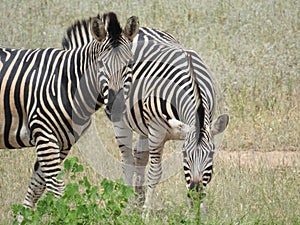 Zebras in Kruger National Park, northeastern South Africa