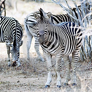 Zebras at krugerpark