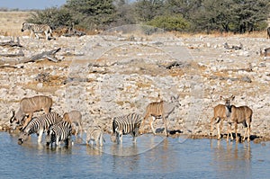 Zebras and kudu drinking water