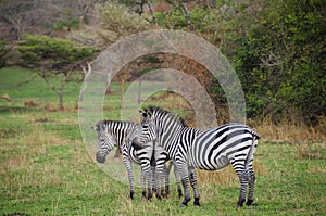 Zebras in Lake Mburo National Park