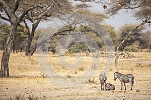 Zebras in a landscape of northern Tanzania