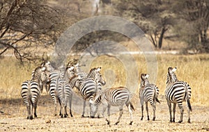 Zebras in a landscape of northern Tanzania