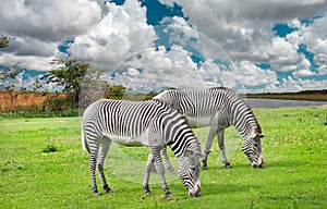 Zebras Lat. Hippotigris in a beautiful striped color graze on a green field against the background of the river